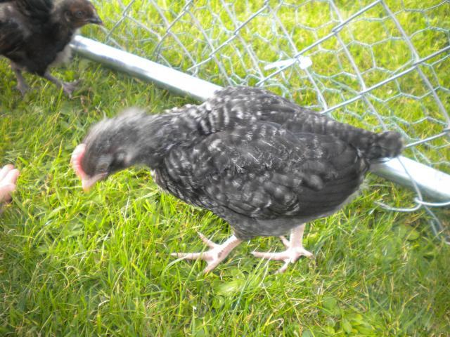 107110_chickens_006.jpg