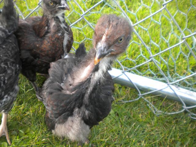 107110_chickens_009.jpg