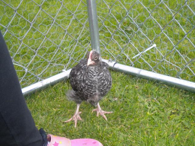 107110_chicks_2_007.jpg