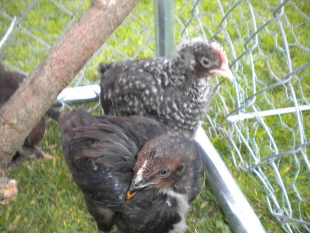 107110_chicks_2_009.jpg