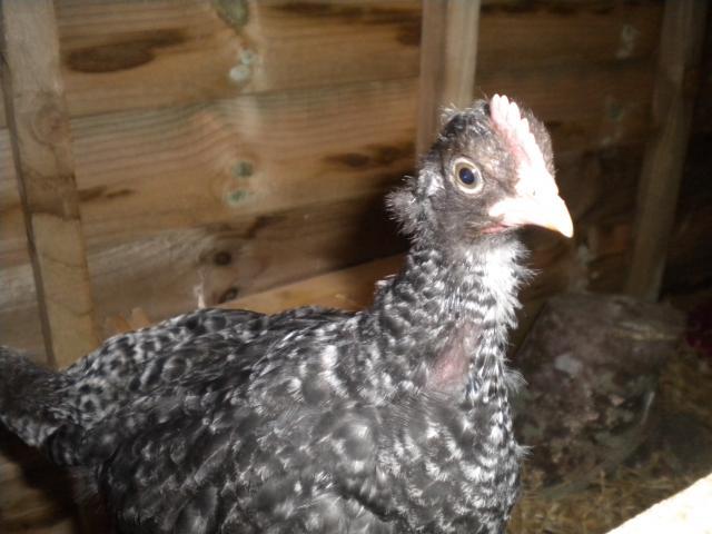 107110_chicks_2_027.jpg