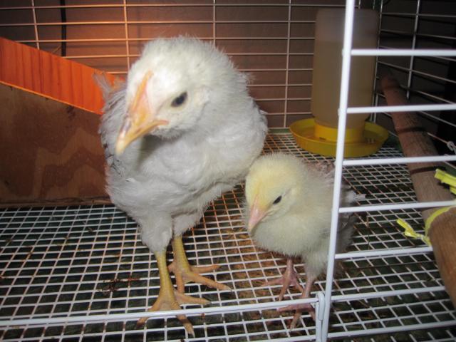 107145_chicks2.jpg