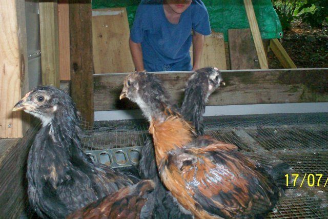 10714_scraggly_chick_side_2.jpg