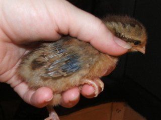 10723_chick_w_001_2.jpg
