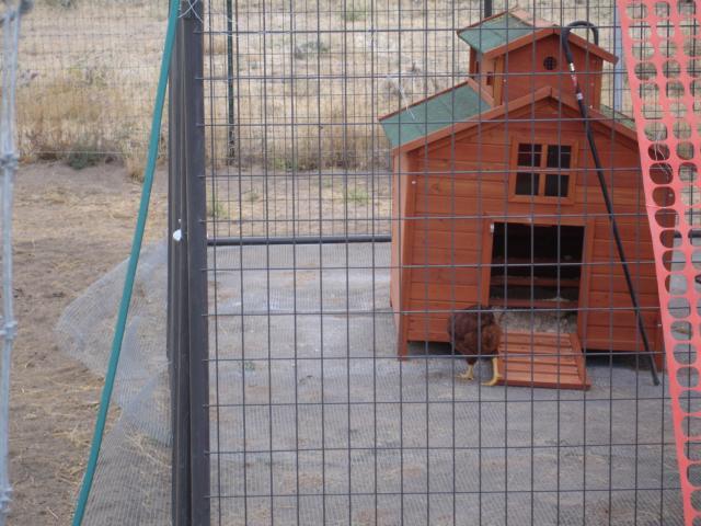 107278_new_chick_coop_2011_1.jpg