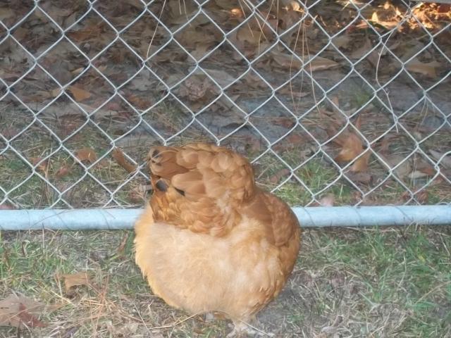 107290_birds_007.jpg