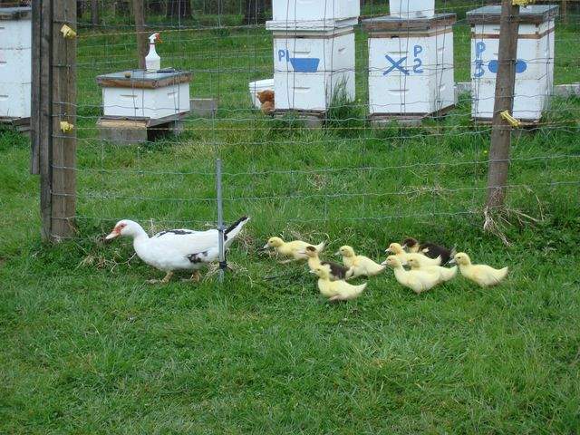 10731_muscovybabiesgrazing2.jpg