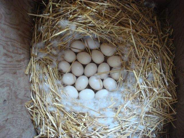 10731_muscovycookieseggs.jpg