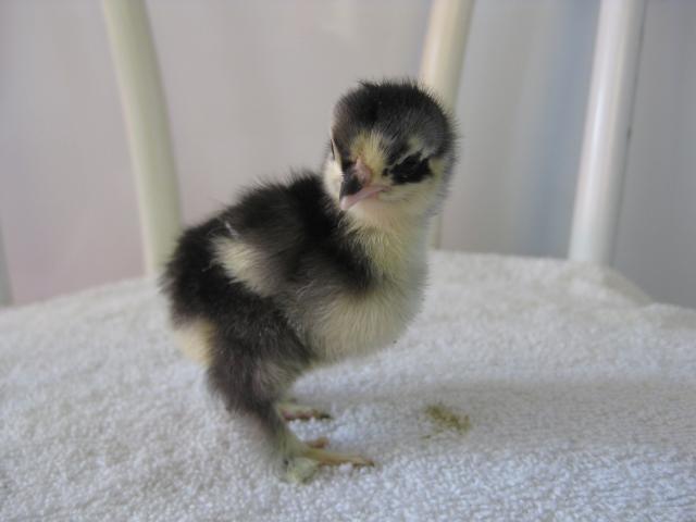 107506_chickies_saturday_037.jpg