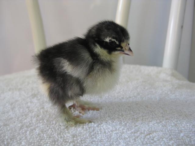 107506_chickies_saturday_042.jpg