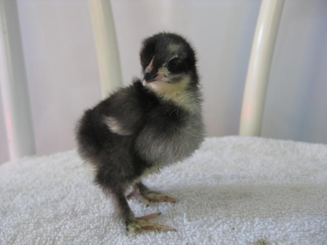 107506_chickies_saturday_044.jpg