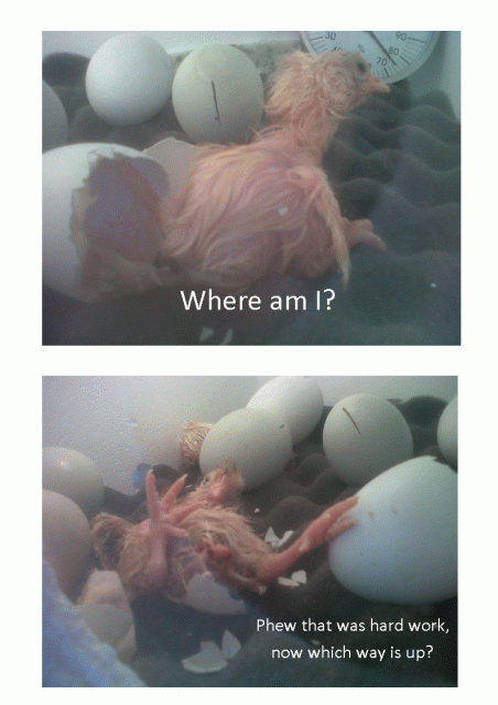 107586_chicks_pic_1.gif