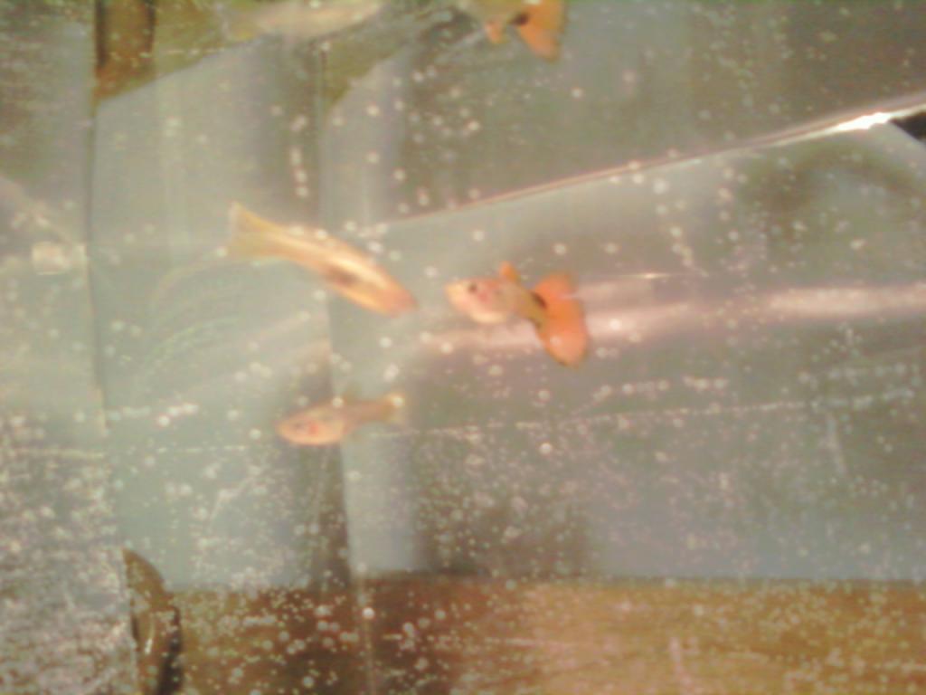 107628_guppies.jpg