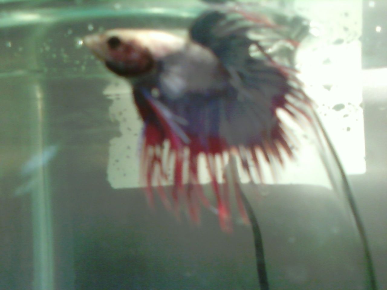 107628_male_betta.jpg