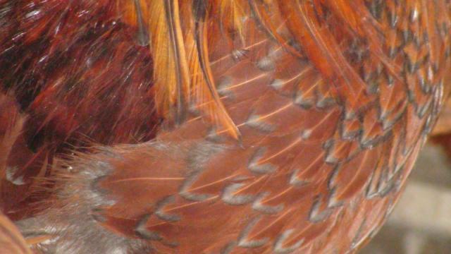 107706_fancy_breast.jpg