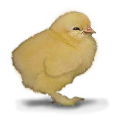 107787_buffcochinchix22.jpg