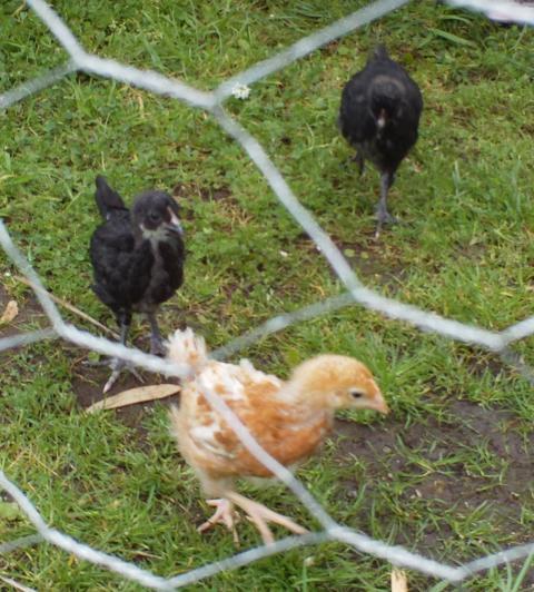 107787_chicks4wksold_033.jpg