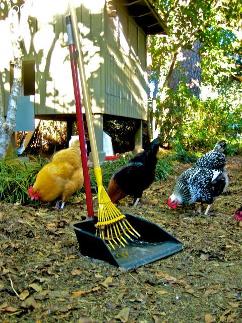 107812_chicken_poop_scooper_dustpan_scoop_1858_001.jpg