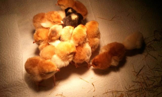 107857_chicks.jpg