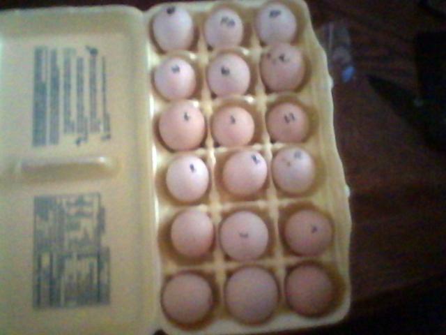 107896_eggs.jpg