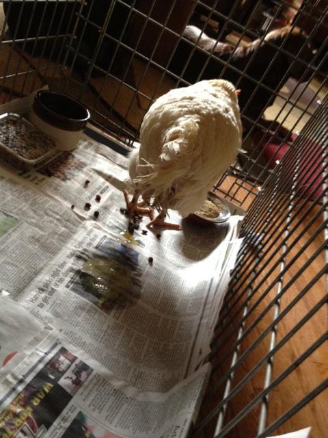 108023_sick_chick.jpg