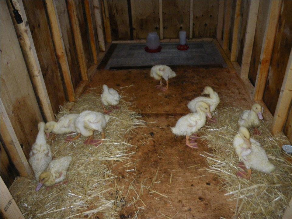 108040_brooder_no_3.jpg