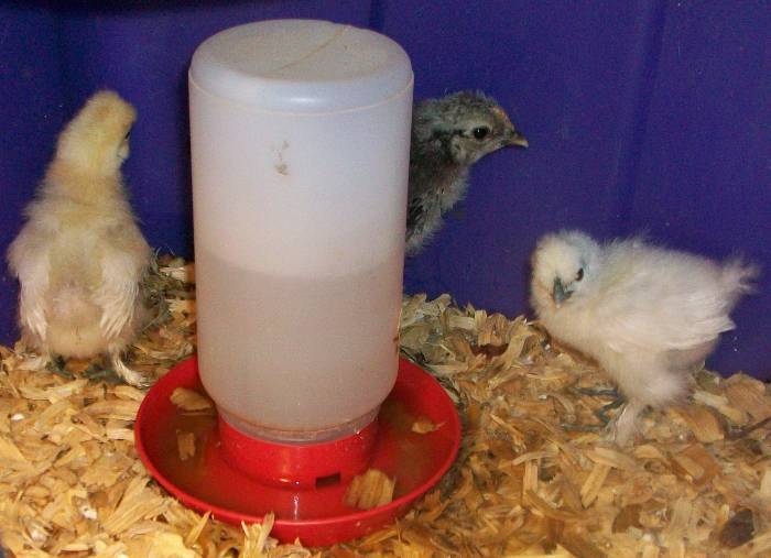 108050_2weeksilkychicksivy.jpg