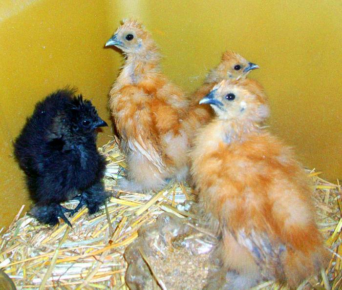 108050_5weekssilkychicks.jpg