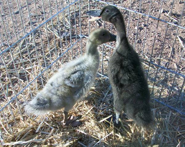 108050_ducklings_006.jpg