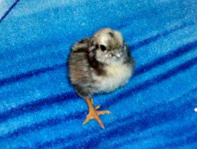 108050_ivychick_004.jpg