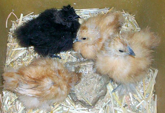 108050_silkychicks5weeks.jpg