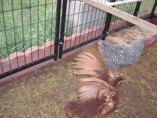 108068_dscn1725.jpg