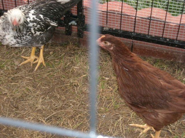 108068_dscn1731.jpg