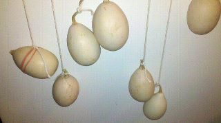 108224_egg_gourds.jpg