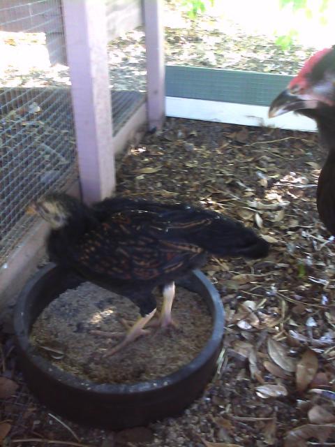 108301_chickens_005.jpg