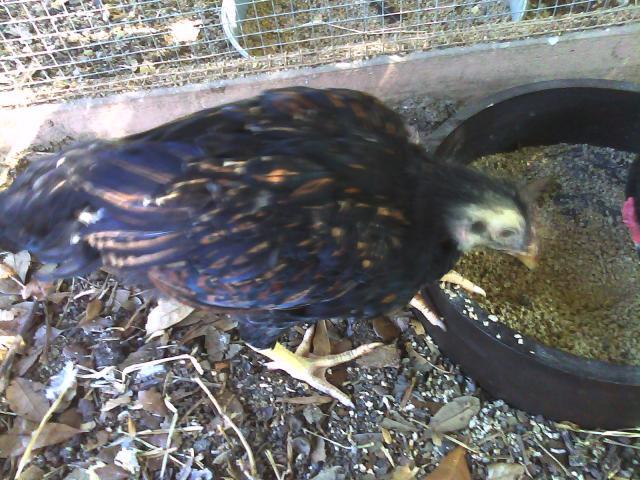 108301_chickens_007.jpg