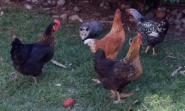 108433_chickens_and_opossum_002.jpg
