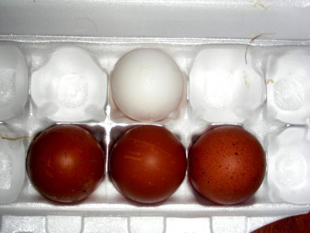 10851_00blackcoppereggs.jpg