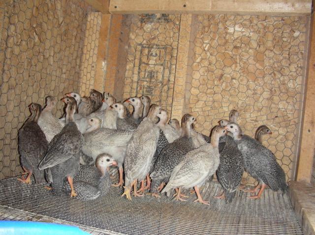 10851_guineas.jpg