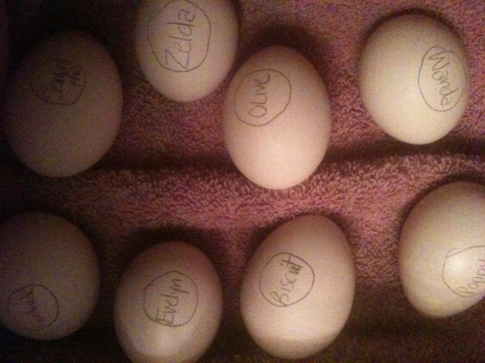 108525_eggorama.jpg