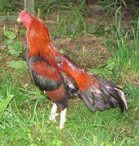 108530_packistan_cock.jpg