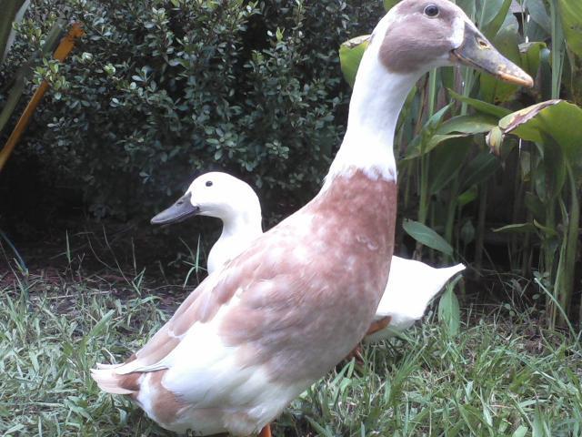 108670_duckies.jpg