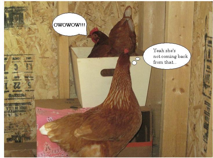108706_chicken_caption.jpg