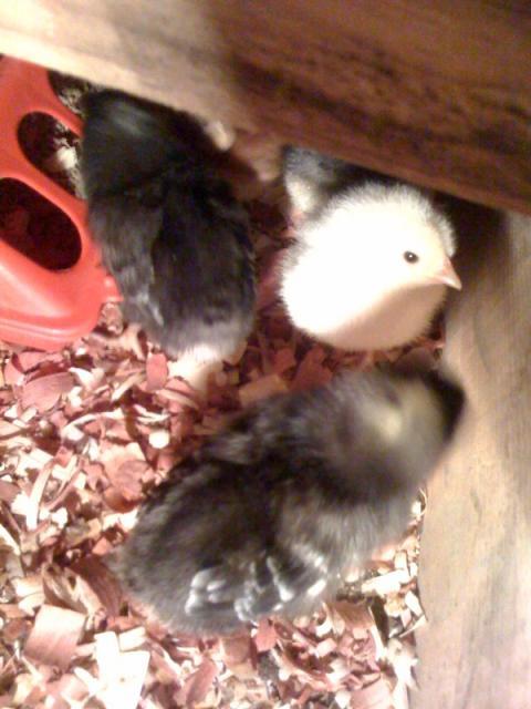 108832_chicks1_101711.jpg