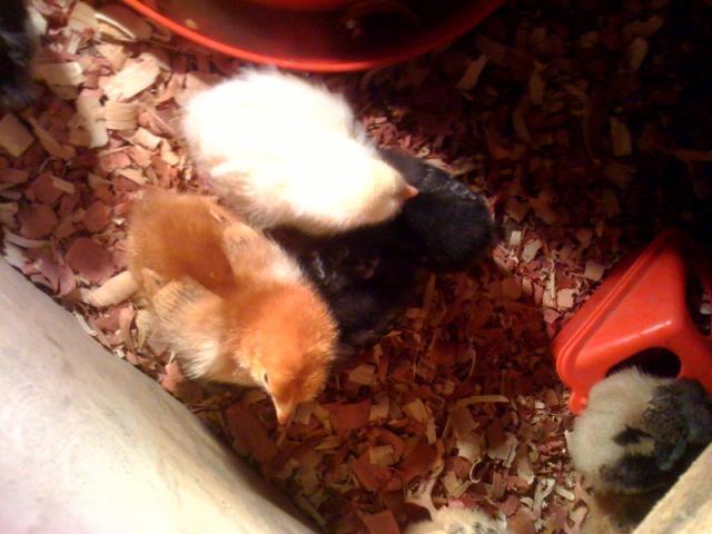 108832_chicks_101711.jpg