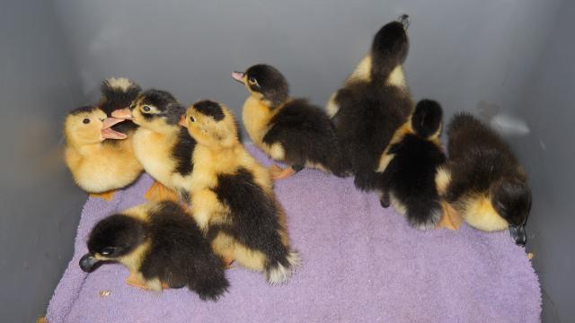 108923_duckies_012.jpg