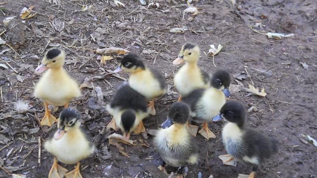 108923_ducks_008.jpg