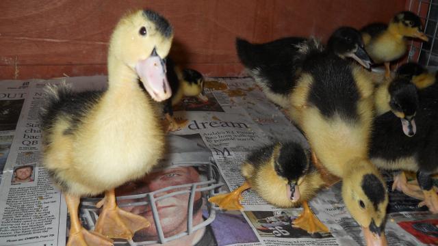 108923_new_ducks_002.jpg