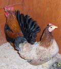 108958_101_2064_edited.jpg