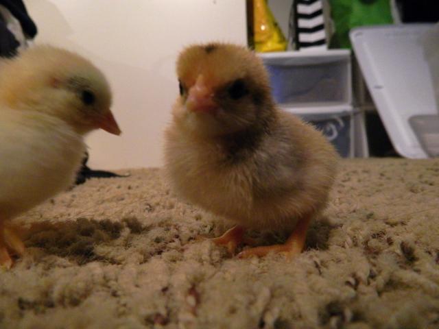 109017_dscn0023.jpg